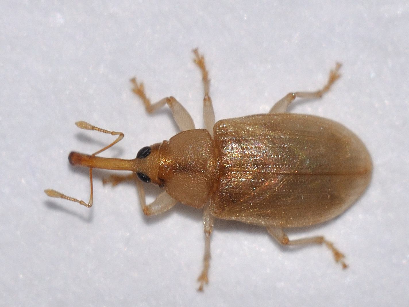 Pseudoderelomus piriformis (Curculionidae)